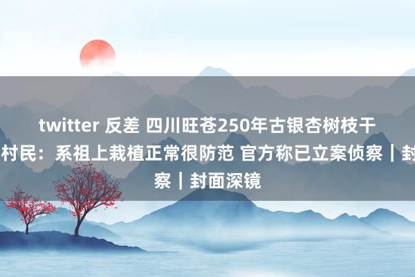 twitter 反差 四川旺苍250年古银杏树枝干遭修剪 村民：系祖上栽植正常很防范 官方称已立案侦察｜封面深镜