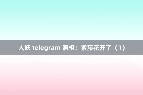 人妖 telegram 照相：紫藤花开了（1）